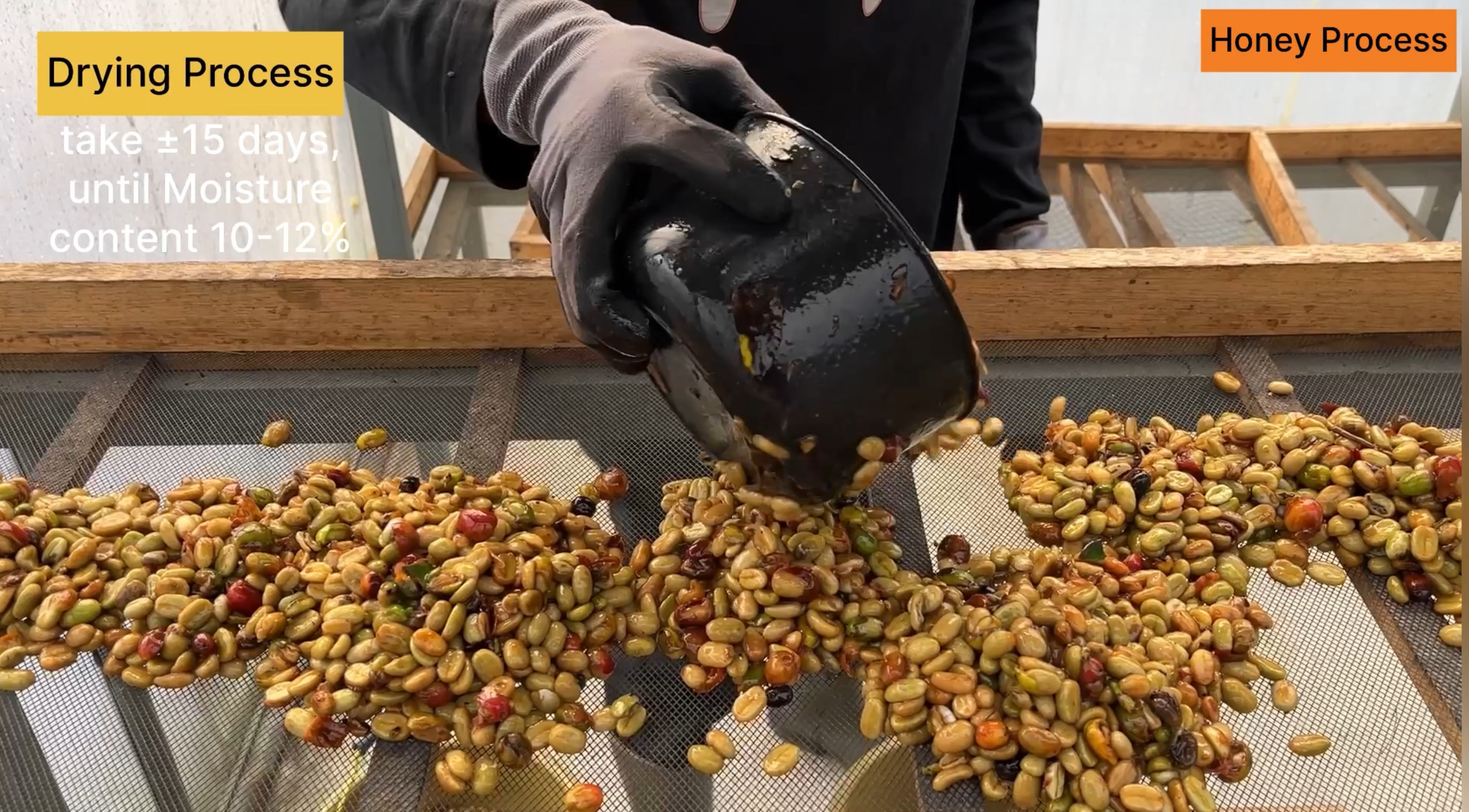 Honey精製とは？スペシャルティコーヒーの精製方法と味わい（第３回）：お薦めの豆はこちら！